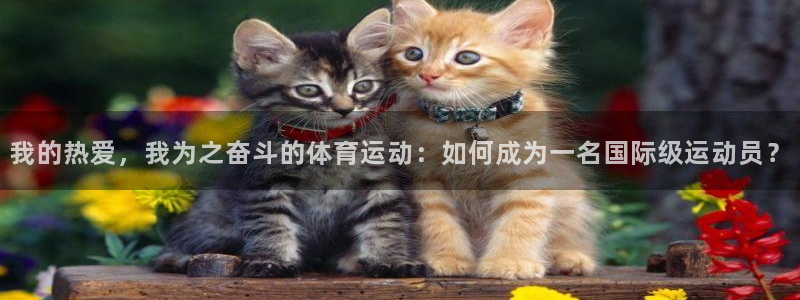 77体育app下载官网：我的热爱，我为之奋斗的体育运动：如何成为一名国际级运动员？
